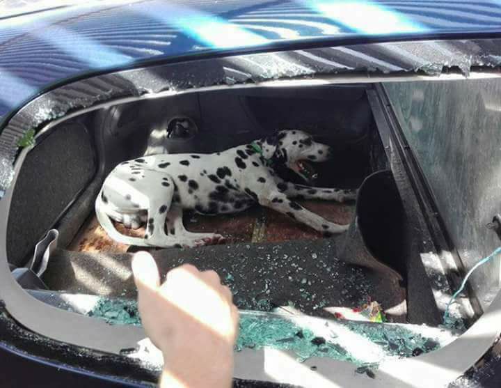 advertencia policial, n o dejes a tu perro encerrado en el interior del vehículo