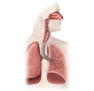 donar órganos como el pulmón
